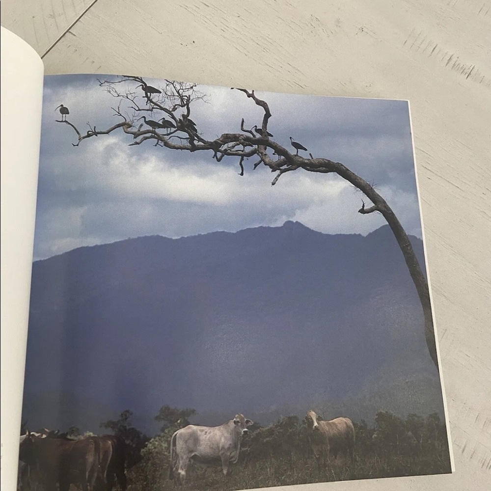 Waiting for Daylight King Ranch Texas Images Past Janell Kleberg 1st Ed … - Picture 7 of 9